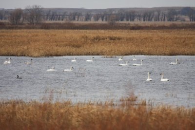 Trumpeter Swans