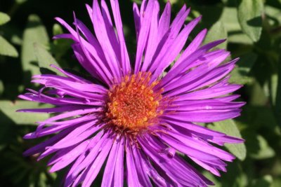 New England Aster