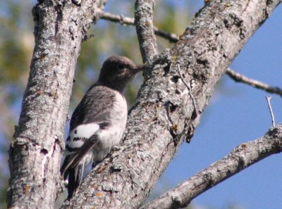 Red-headed Woodpecker (juvenile)