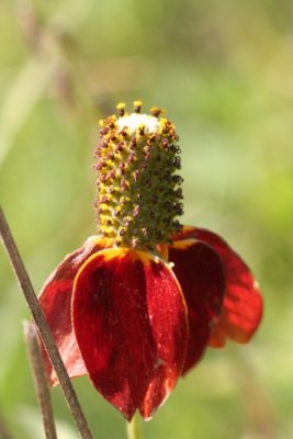 Red-spike Mexican Hat