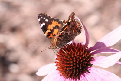 Painted Lady