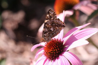 Painted Lady