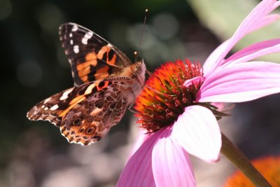 Painted Lady