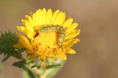 Sulphur Caterpillar Becoming A Chrysalid