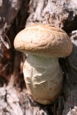Mushroom Growing Out of Tree