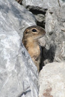 Rocky Home For a Thirteen-lined Ground Squirrel