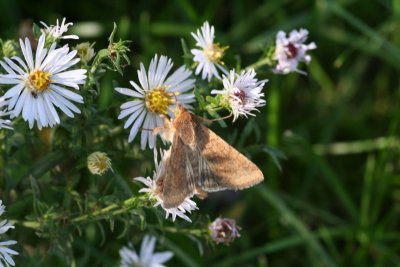 Corn Earworm Moth