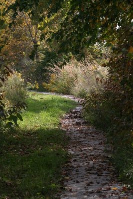 Pathway With Leaves