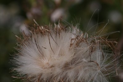 Thistle Going to Seed