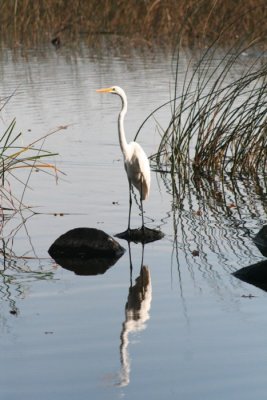 Great Egret