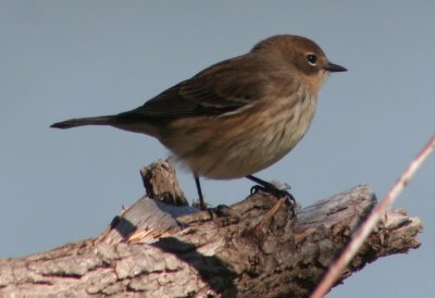 Yellow-rumped Warbler