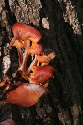 Mushrooms In A Tree