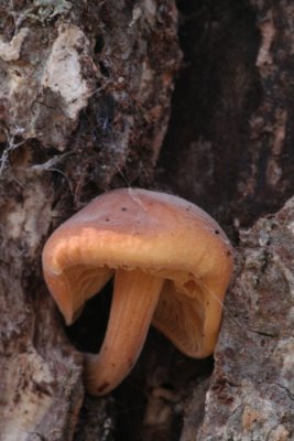 Mushroom Growing Out Of A Tree