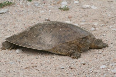 Smooth Softshell Turtle