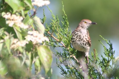 Brown Thrasher