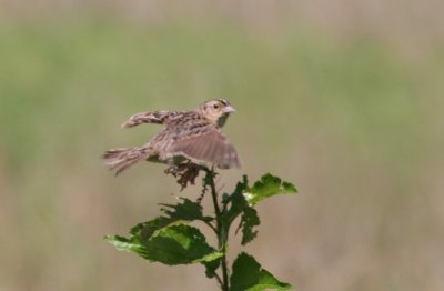 Grasshopper Sparrow