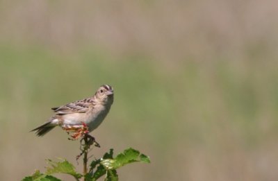 Grasshopper sparrow