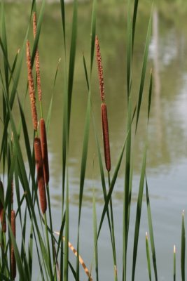 Cattails