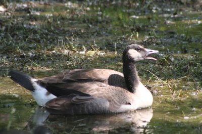 Canada Goose