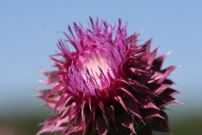Thistle opening