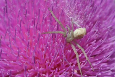 May be a Goldenrod Crab Spider