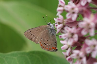 Coral Hairstreak