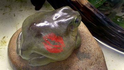 A kiss for the Frog Prince!