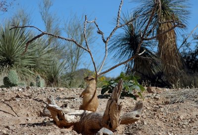 desert camouflage