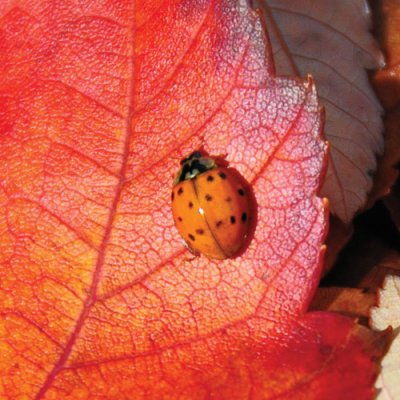 Ladybug-DSC_2829.jpg