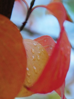 Wet-leaves-DSC_2893.jpg