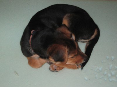 lola01.jpg