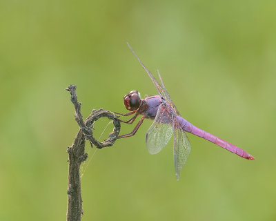 Roseate Skimmer