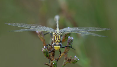 Two-Striped Forceptail