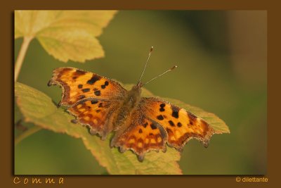 Comma (DPC#66)