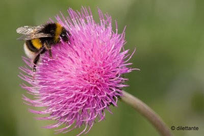 Bumblebee on thistle