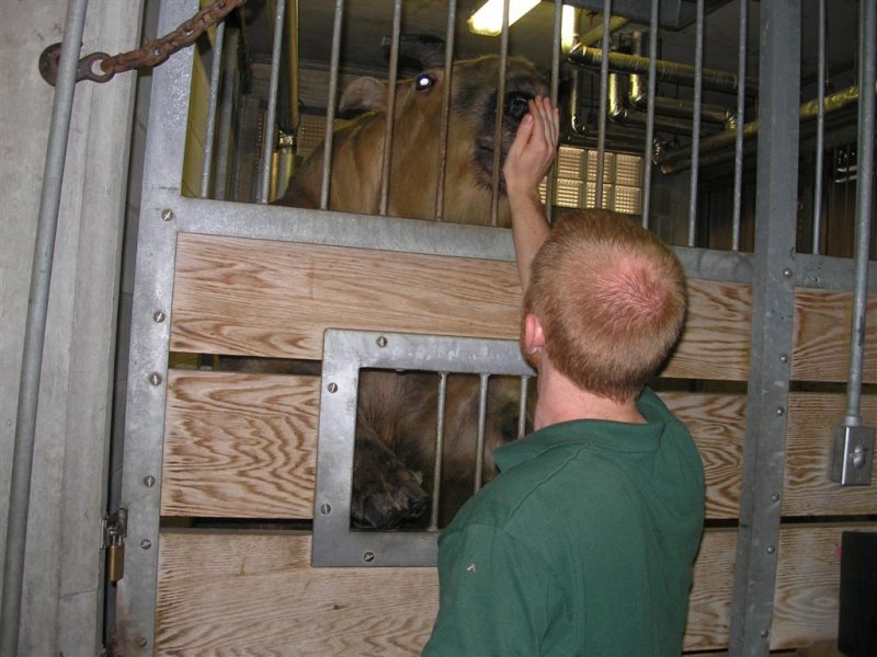 teaches animal to put hoves up to clip nails.