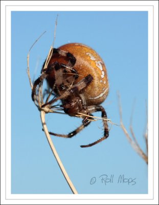 Araneus quadratus...