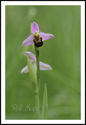 Orchis abeille