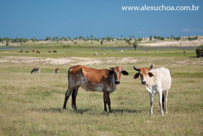 praia_de_carnaubinhas_luis_correa_piaui_001_jun09.jpg