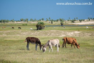 praia_de_carnaubinhas_luis_correa_piaui_002_jun09.jpg