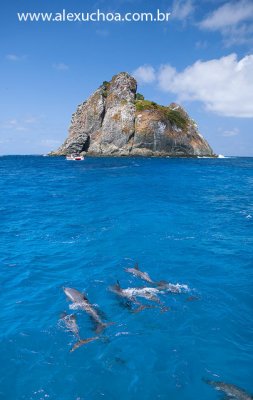 Passeio de Barco, Fernando de Noronha, Pernambuco 8653 090915.jpg