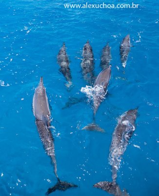 Passeio de Barco, Fernando de Noronha, Pernambuco 8654 090915.jpg