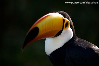 Parque das Aves - Foz do Iguacu- PR 0248.jpg