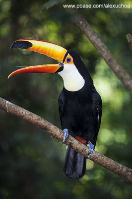 Parque das Aves - Foz do Iguacu- PR 0252.jpg