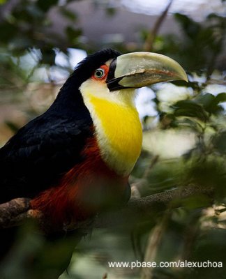 Parque das Aves - Foz do Iguacu- PR 0274.jpg