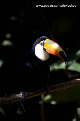 Parque das Aves - Foz do Iguacu- PR 0277.jpg