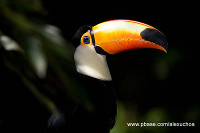 Parque das Aves - Foz do Iguacu- PR 0278.jpg