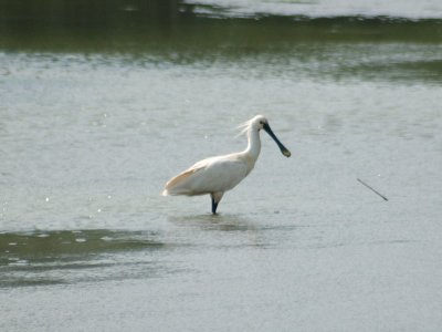 Spoonbill on the Oostvaarderplassen