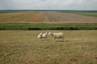 Sheep seem to like polderland