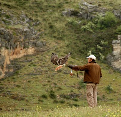 Red-tailed Hawk 2